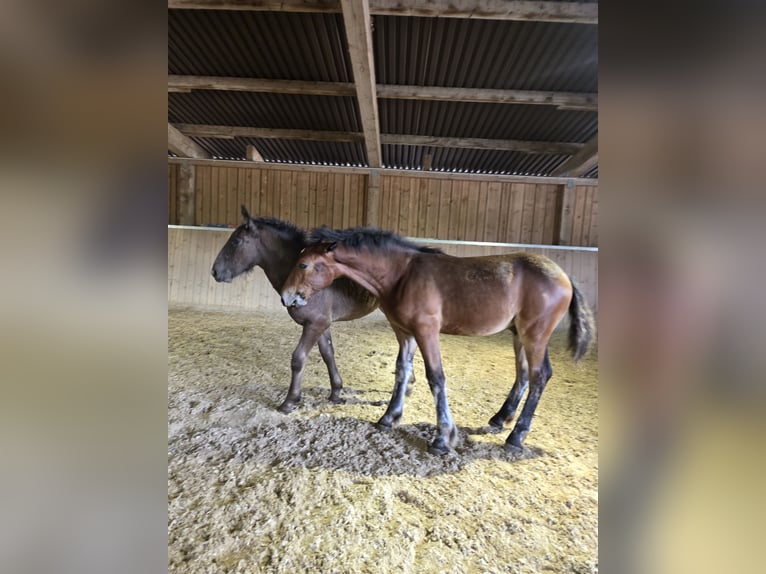 Noriker Ogier Źrebak (01/2026)  in Klettgau