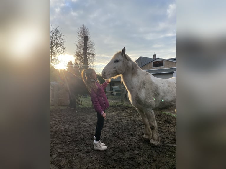 Noriker Mix Ruin 10 Jaar 156 cm Schimmel in Niederdorf