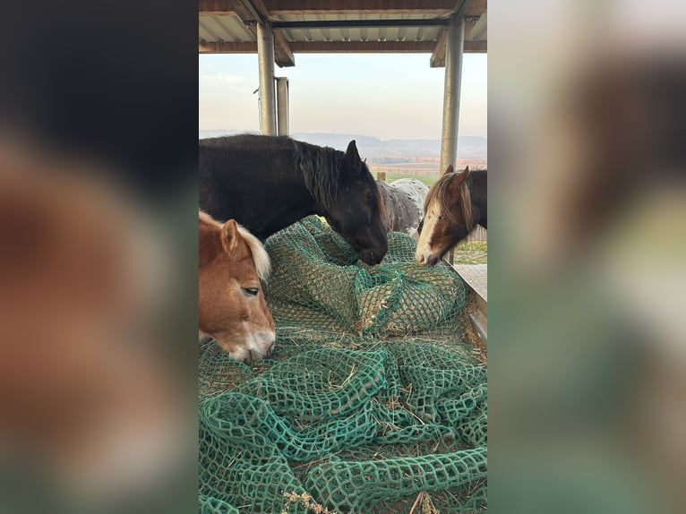 Noriker Ruin 10 Jaar 160 cm Zwart in Hessisch Oldendorf