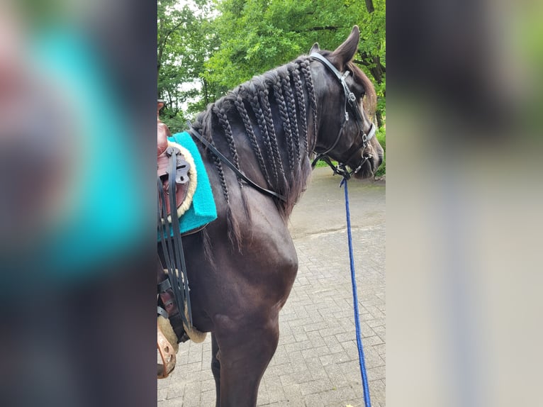 Noriker Ruin 10 Jaar 163 cm Zwart in Bad Rothenfelde