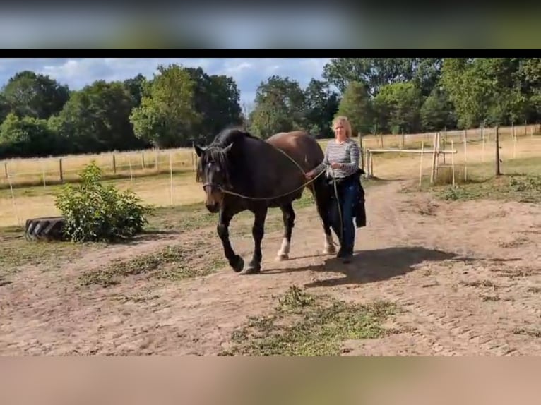 Noriker Ruin 10 Jaar 165 cm Donkerbruin in Wunstorf