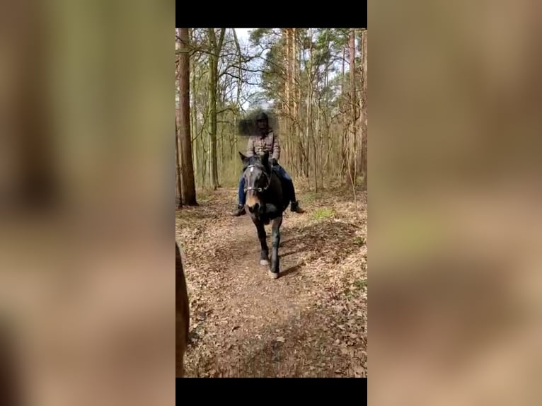 Noriker Ruin 10 Jaar 165 cm Donkerbruin in Wunstorf