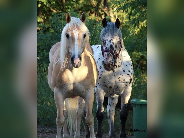 Noriker Ruin 10 Jaar 168 cm Appaloosa in Theras