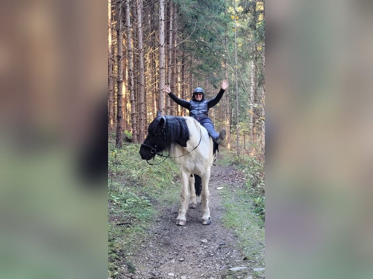 Noriker Mix Ruin 10 Jaar 172 cm Gevlekt-paard in Innerkrems