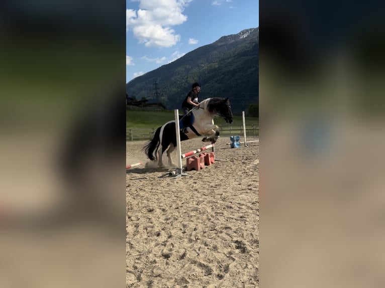 Noriker Mix Ruin 10 Jaar 172 cm Gevlekt-paard in Innerkrems