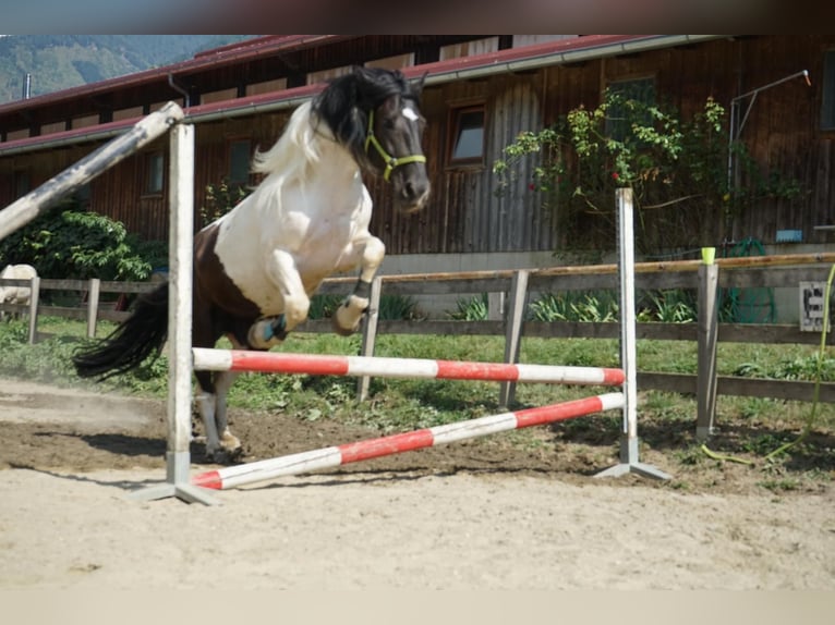 Noriker Mix Ruin 10 Jaar 172 cm Gevlekt-paard in Innerkrems