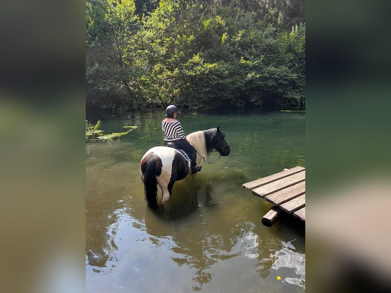Noriker Mix Ruin 10 Jaar 172 cm Gevlekt-paard in Innerkrems
