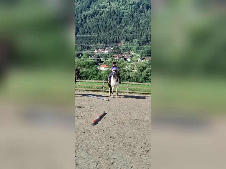 Noriker Mix Ruin 10 Jaar 172 cm Gevlekt-paard in Innerkrems