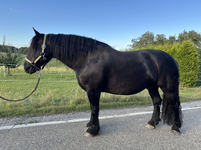 Noriker Ruin 10 Jaar 174 cm Zwart in Sulz am Neckar