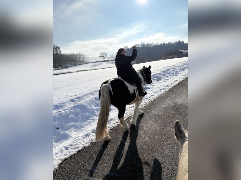 Noriker Ruin 11 Jaar 157 cm Gevlekt-paard in Mengkofen