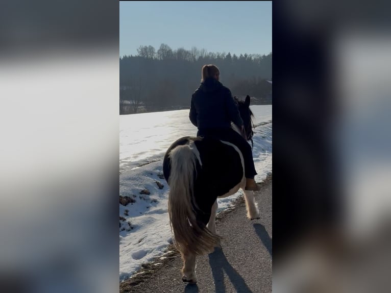 Noriker Ruin 11 Jaar 157 cm Gevlekt-paard in Mengkofen