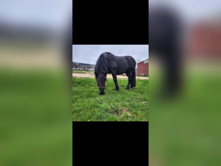 Noriker Ruin 11 Jaar 160 cm Blauwschimmel in Dillenburg