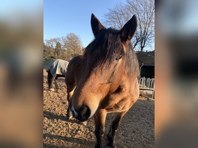 Noriker Ruin 11 Jaar 160 cm Bruin in Dassel