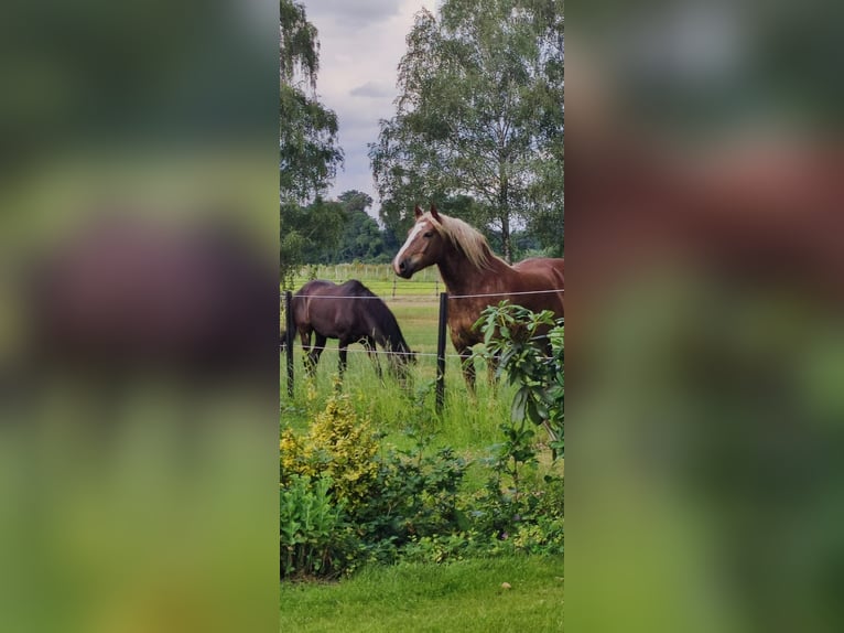 Noriker Ruin 11 Jaar 160 cm Vos in Bad Essen
