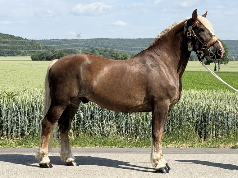 Noriker Ruin 11 Jaar 164 cm Donkere-vos in Riedlingen