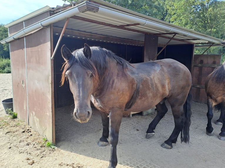 Noriker Ruin 11 Jaar 165 cm Bruin in Bad Endbach