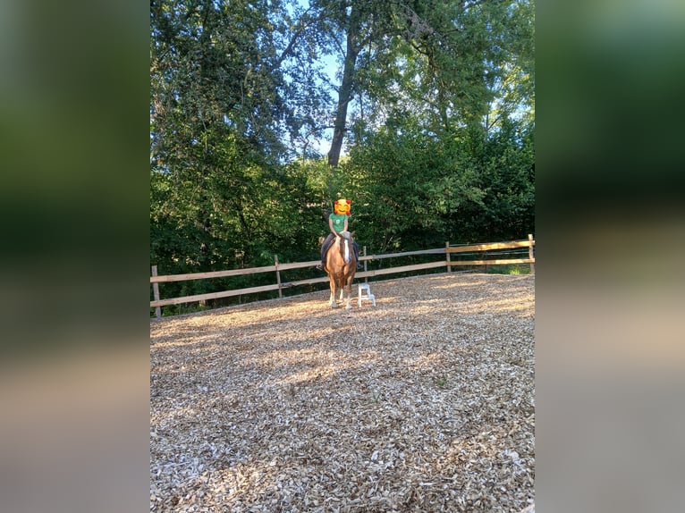 Noriker Ruin 11 Jaar 170 cm Donkere-vos in Langenburg