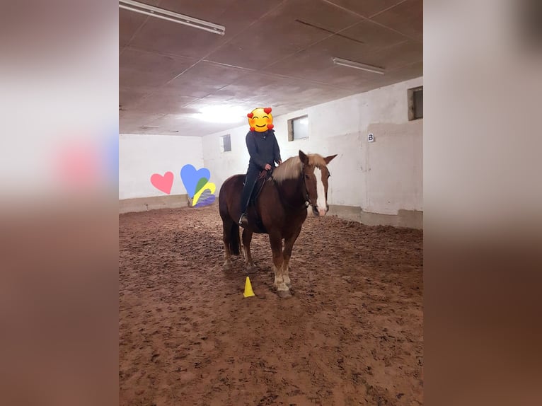 Noriker Ruin 11 Jaar 170 cm Donkere-vos in Langenburg