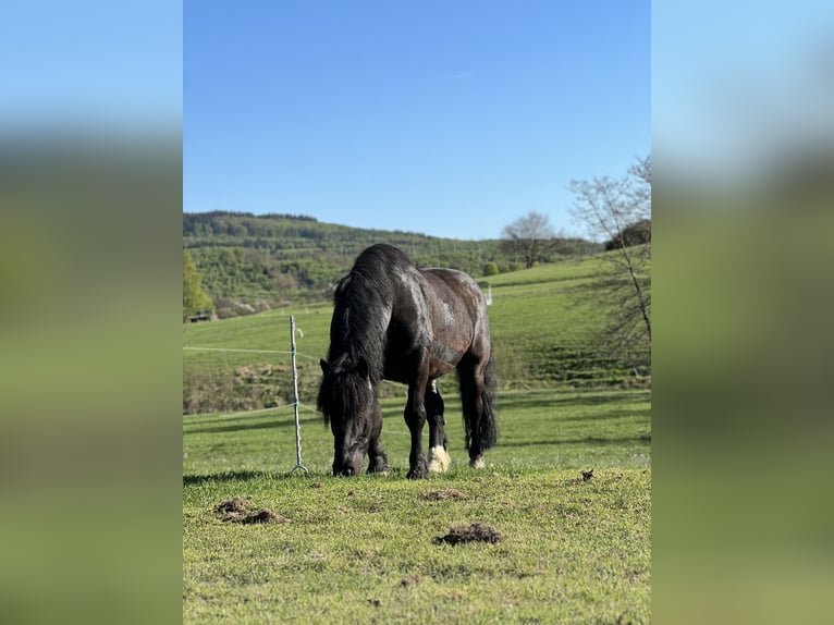 Noriker Ruin 12 Jaar 165 cm Zwart in Haiger