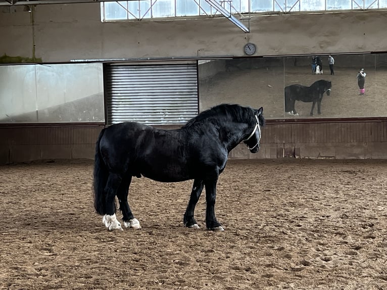 Noriker Ruin 12 Jaar 165 cm Zwart in Haiger