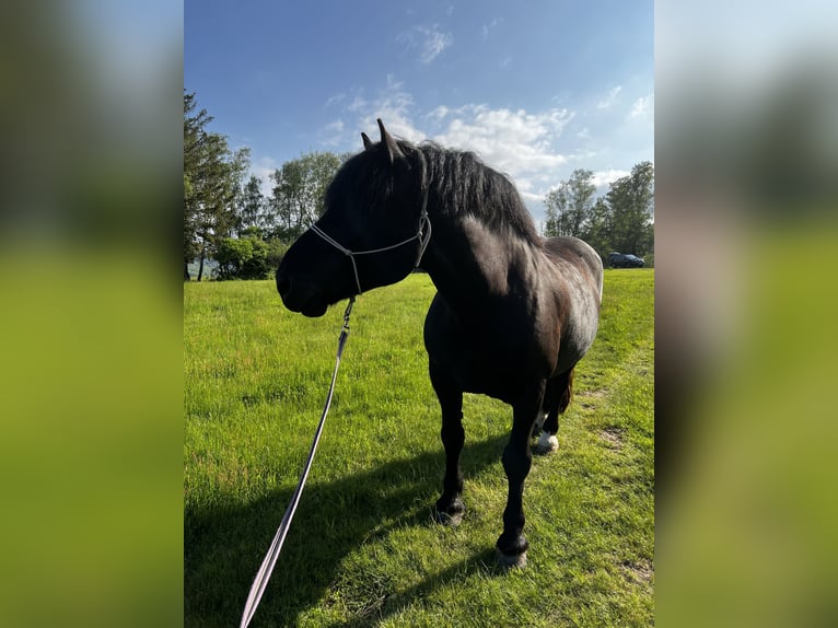 Noriker Ruin 12 Jaar 165 cm Zwart in Haiger