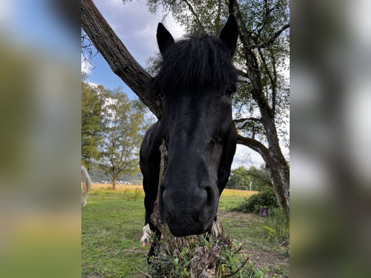Noriker Ruin 12 Jaar 165 cm Zwart in Haiger