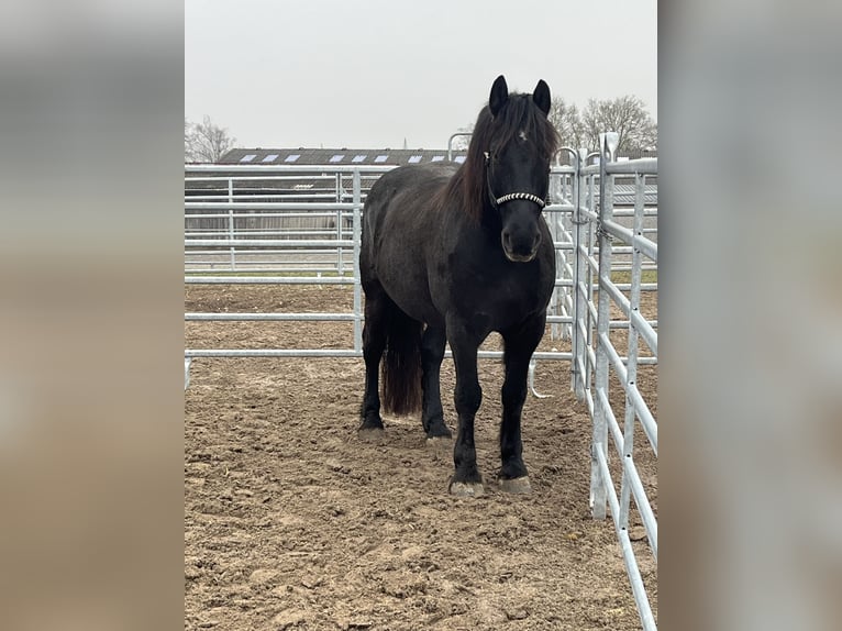 Noriker Mix Ruin 13 Jaar 160 cm Donkerbruin in Sinzig
