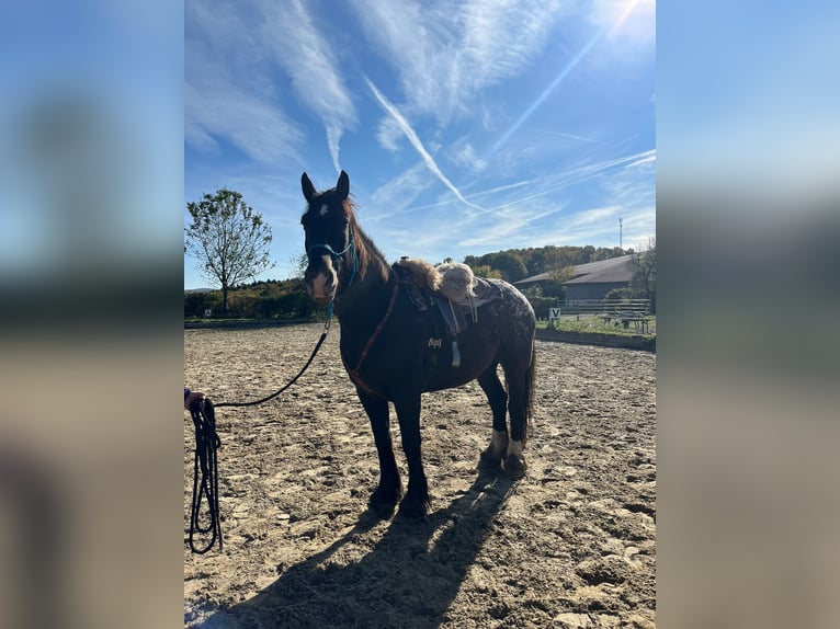 Noriker Mix Ruin 13 Jaar 182 cm Bruin in Heiligenkreuz