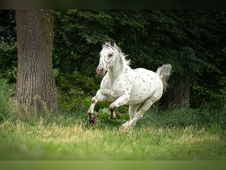 Noriker Mix Ruin 14 Jaar 155 cm Appaloosa in Trofaiach