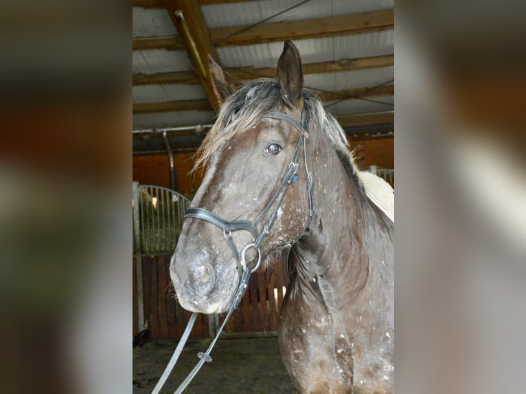 Noriker Ruin 14 Jaar 170 cm Blauwschimmel in Linz