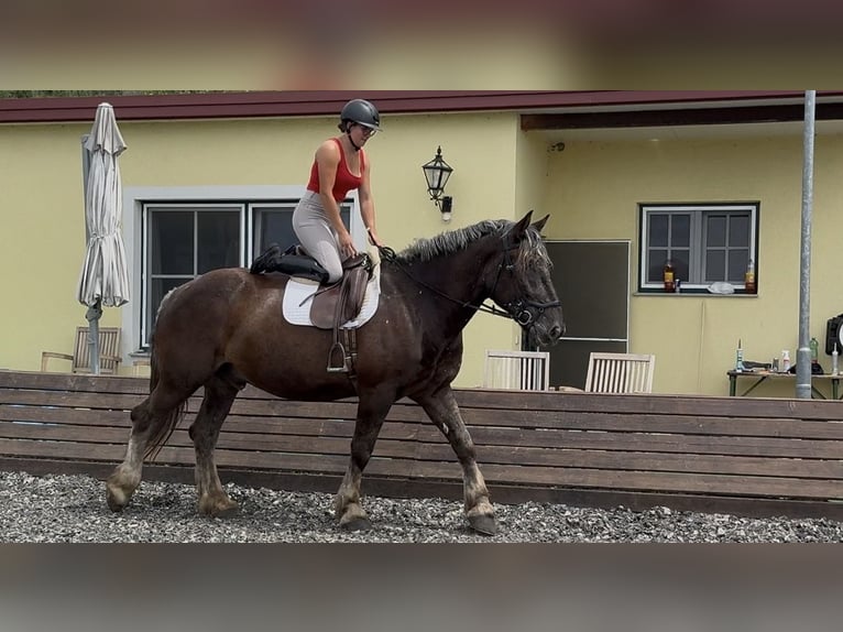 Noriker Ruin 14 Jaar 170 cm Blauwschimmel in Linz