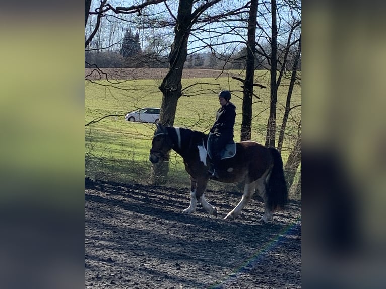Noriker Ruin 15 Jaar 165 cm Gevlekt-paard in H&#xF6;sbach