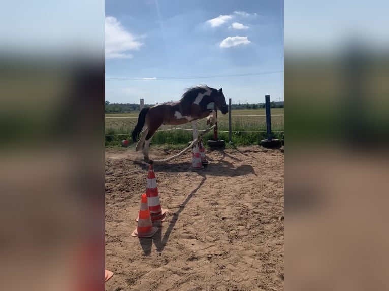Noriker Ruin 15 Jaar 165 cm Gevlekt-paard in H&#xF6;sbach