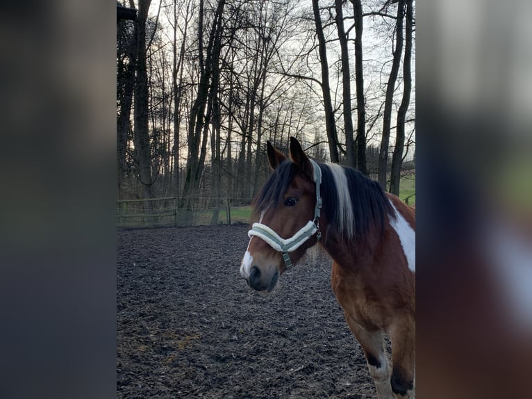 Noriker Ruin 15 Jaar 165 cm Gevlekt-paard in H&#xF6;sbach