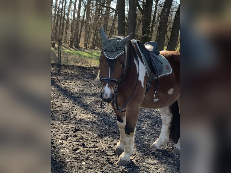 Noriker Ruin 15 Jaar 165 cm Gevlekt-paard in H&#xF6;sbach
