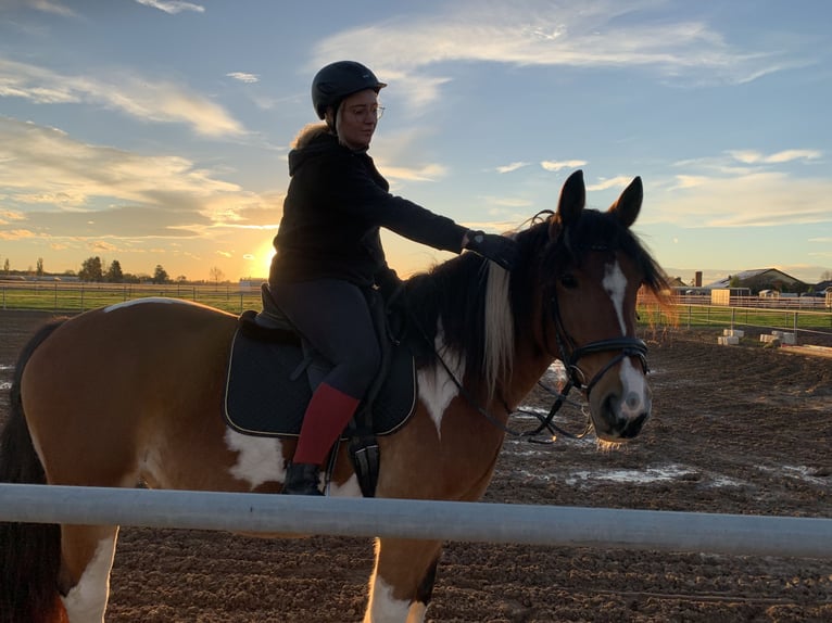 Noriker Ruin 15 Jaar 165 cm Gevlekt-paard in H&#xF6;sbach