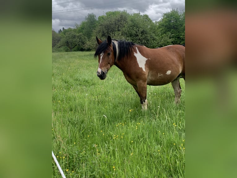 Noriker Ruin 15 Jaar 165 cm Gevlekt-paard in H&#xF6;sbach