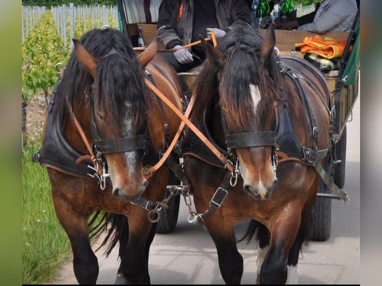 Noriker Ruin 15 Jaar Bruin in Niederkirchen bei Deidesheim