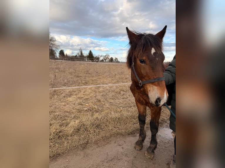 Noriker Ruin 1 Jaar 165 cm Bruin in Aidlingen