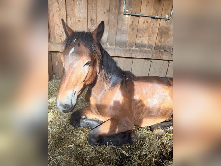 Noriker Ruin 1 Jaar 165 cm Bruin in Aidlingen