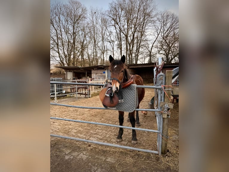 Noriker Ruin 1 Jaar 165 cm Bruin in Aidlingen