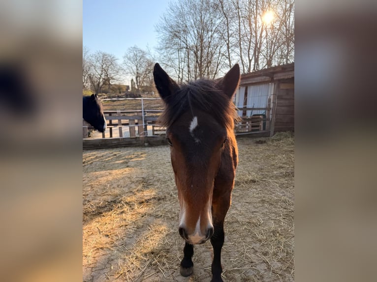 Noriker Ruin 1 Jaar 165 cm Bruin in Aidlingen