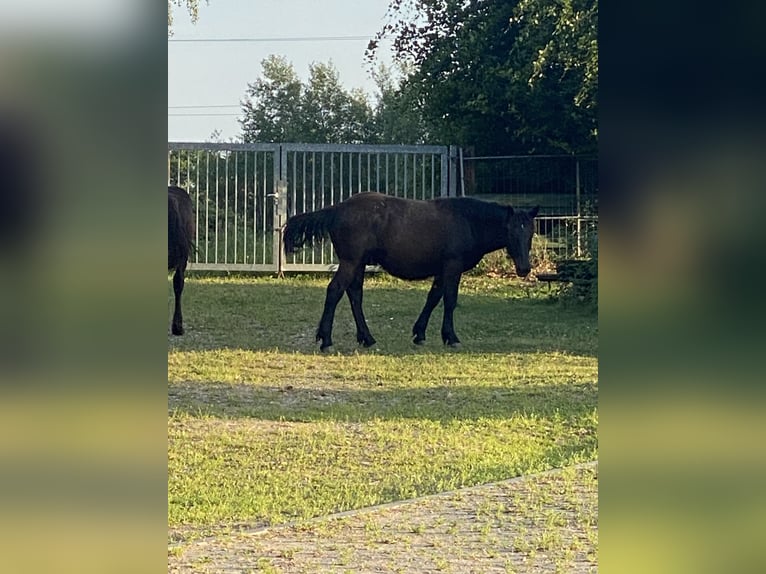 Noriker Ruin 1 Jaar Zwart in Wegberg