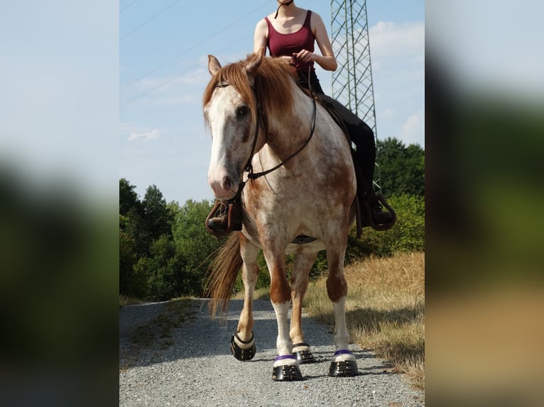 Noriker Ruin 20 Jaar 160 cm Gevlekt-paard in Sonnefeld