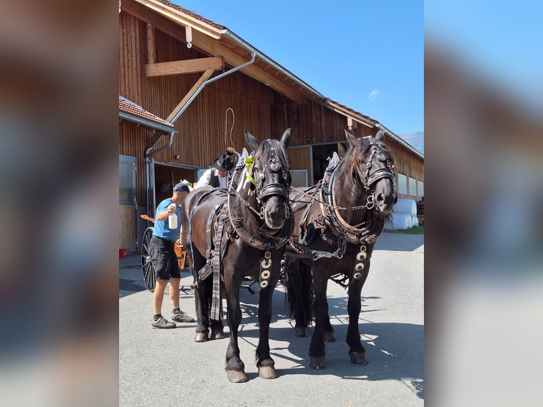 Noriker Ruin 25 Jaar 164 cm Zwart in Mariapfarr