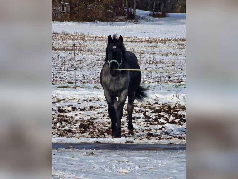 Noriker Ruin 2 Jaar 150 cm Blauwschimmel in Albstadt