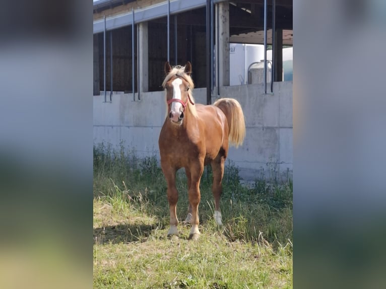 Noriker Ruin 2 Jaar 158 cm in Ptuj