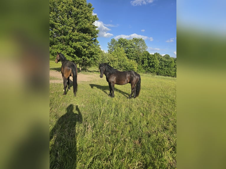 Noriker Ruin 2 Jaar 158 cm Zwart in Birstein