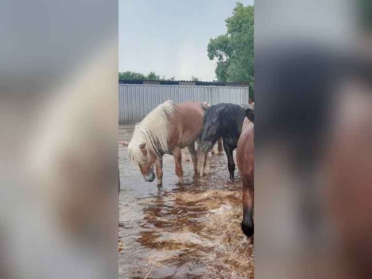 Noriker Ruin 2 Jaar 160 cm Vos in Niederzier