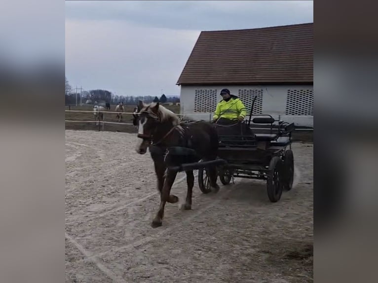 Noriker Ruin 2 Jaar 162 cm Donkere-vos in Ptuj